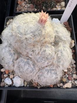 Preview: Mammillaria plumosa